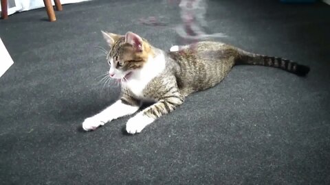 Cat ASMR, Adorable Cat Videos for Sleep