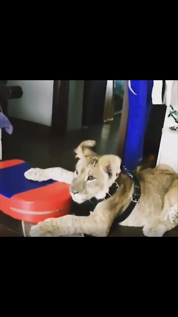 My tame young lion at my house