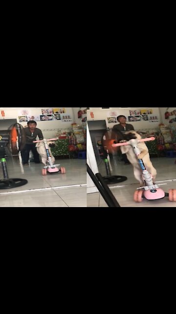 Hilarious Pug Riding Kick Scooter