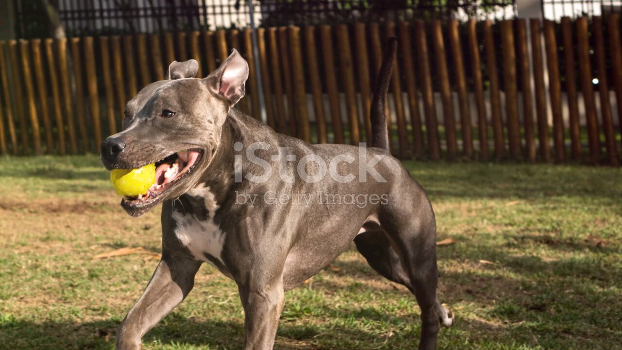 Pitbull vs German Shepherd: The Ultimate Showdown