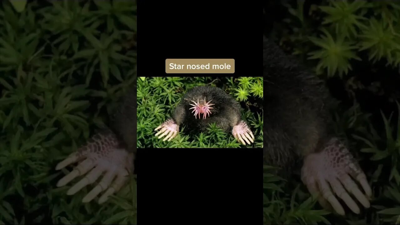 CREEPY ANIMALS THAT EXIST IN REAL LIFE #shorts #funnyshorts