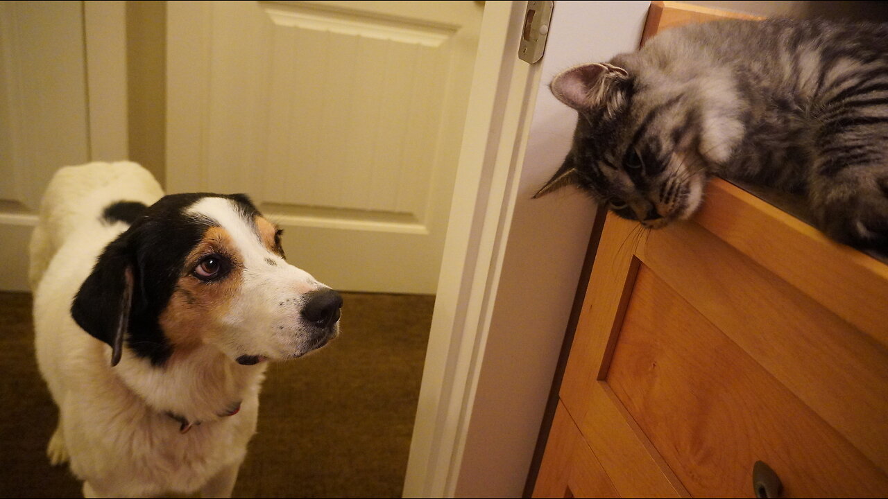 DOG Follows CAT Quietly Yet OBSESSIVELY