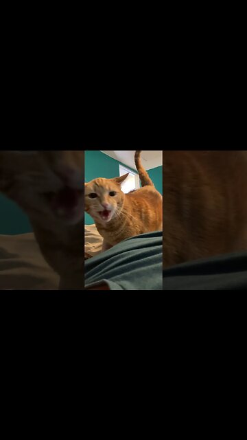 You are sooo loud kitty #gingercat #cat #shorts