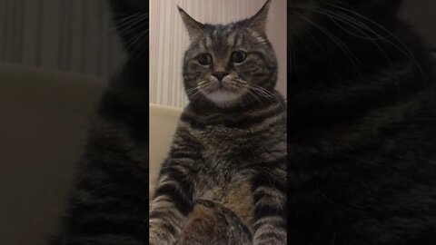 Caption this 😱 Try not to laugh - funny cats #shorts