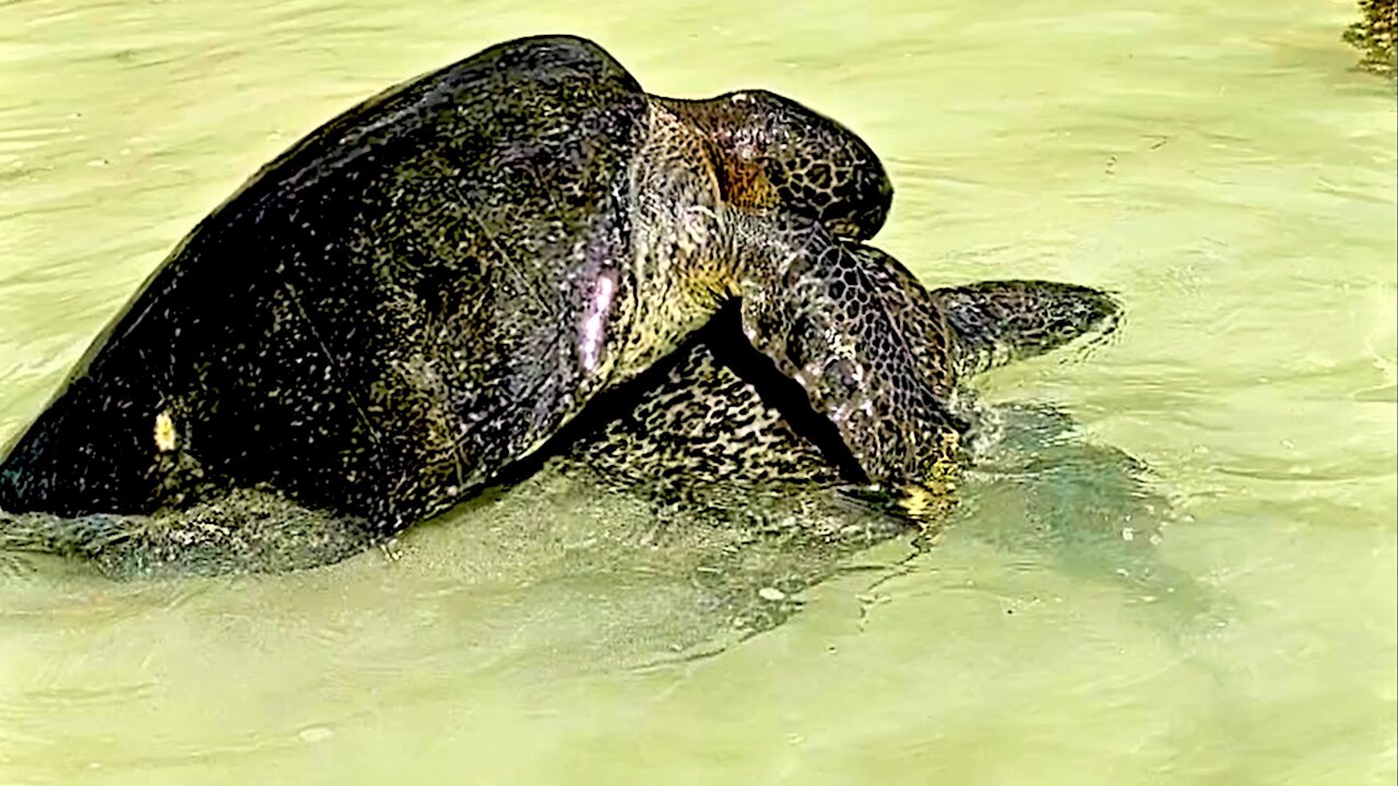 Gigantic sea turtles put on spectacular show for nature enthisiasts