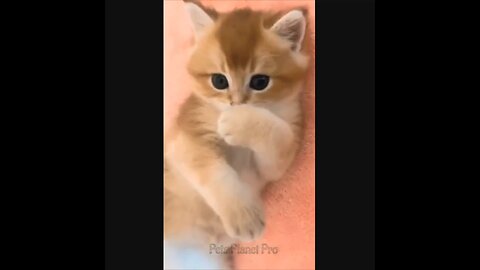 @Shorts Amazing funny and uniques pet videos @Short 10_Full-HD