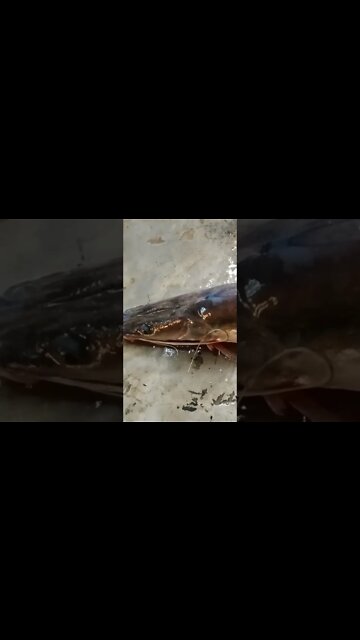 Big Fish Cutting Style, Fishcutting skills, #cuttingfishvideo, #shorts, #shorts, #fishcutting