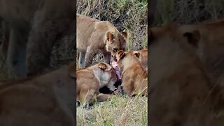 Lion Pride Feast On A Wildebeest #shorts