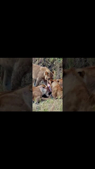 Lion Pride Feast On A Wildebeest #shorts
