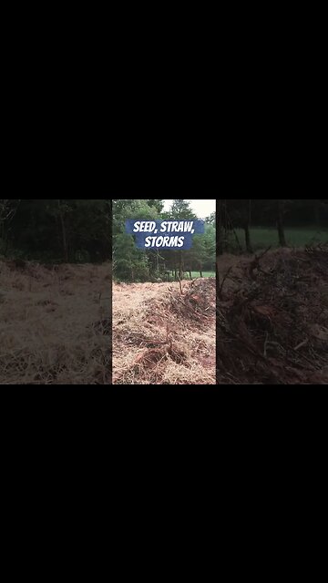 Sees and straw before the storm