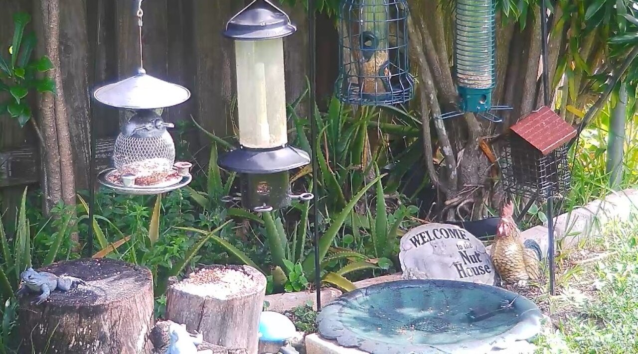 Florida Bird Feeder SWFL Live Camera HD