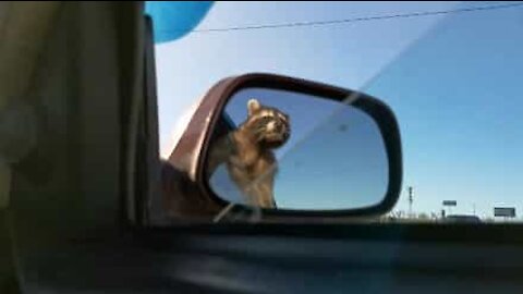 Pet raccoon loves traveling by car!
