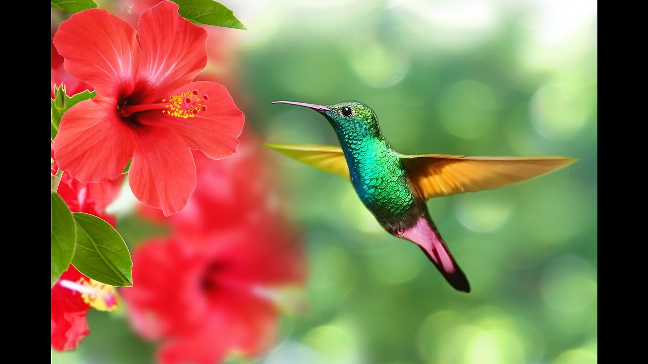 Hummingbird Bird Feeder Landing Taking Off flying