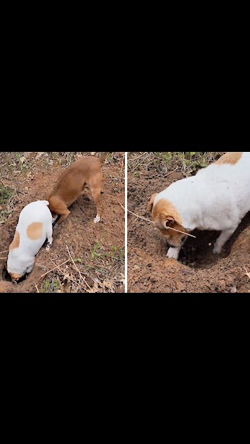 Pair of dogs use teamwork to dig giant hole