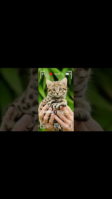 World's Smallest Wild Cat - Rusty Spotted Cat