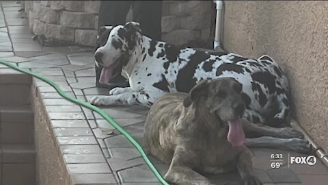 Great Danes rescued by FMPD officer and Good Samaritan after running into traffic