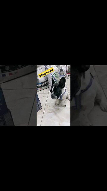 chien bulldog français très rare