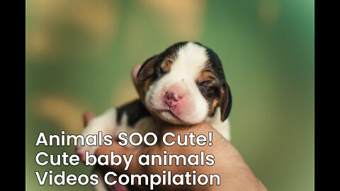 Animals SOO Cute! Cute baby animals Videos Compilation cutest moment of the animals