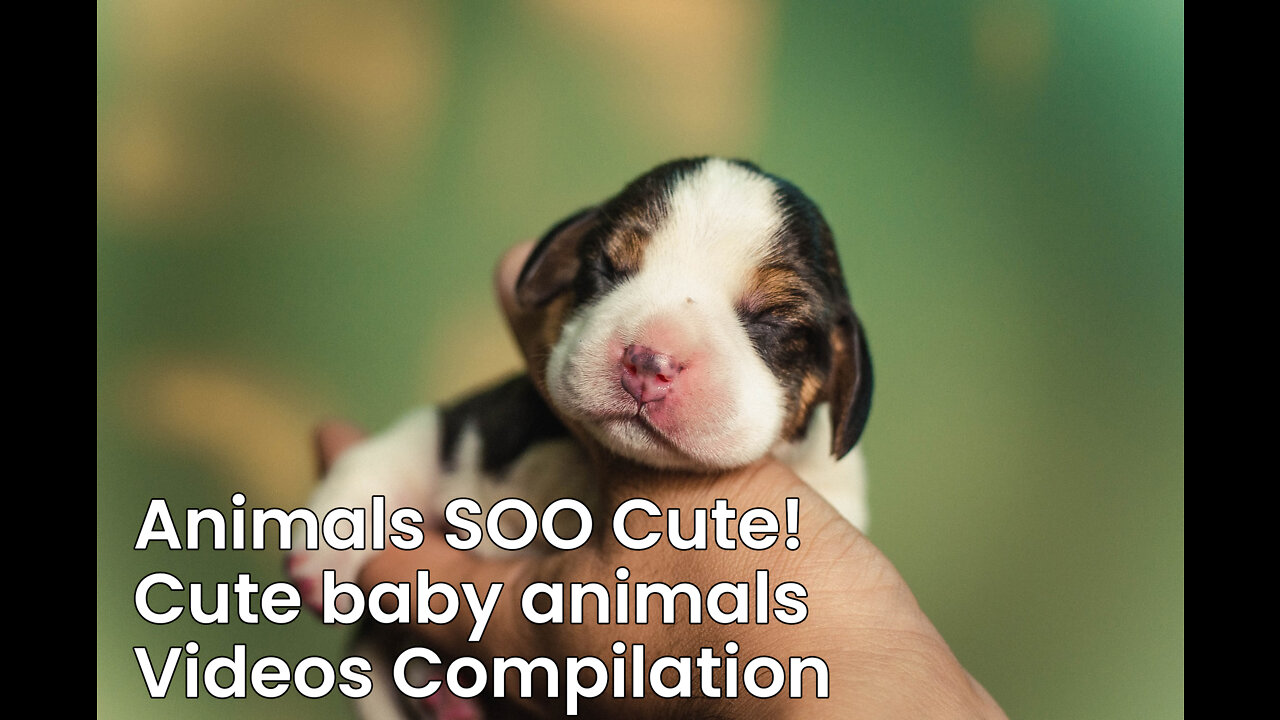 Animals SOO Cute! Cute baby animals Videos Compilation cutest moment of the animals