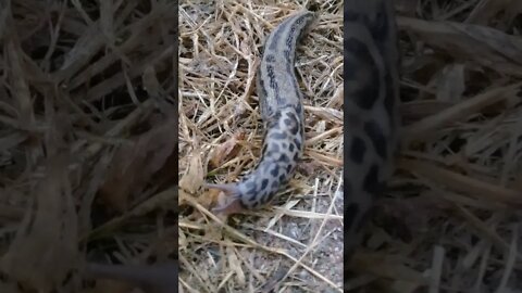 🙄Leopard Slug