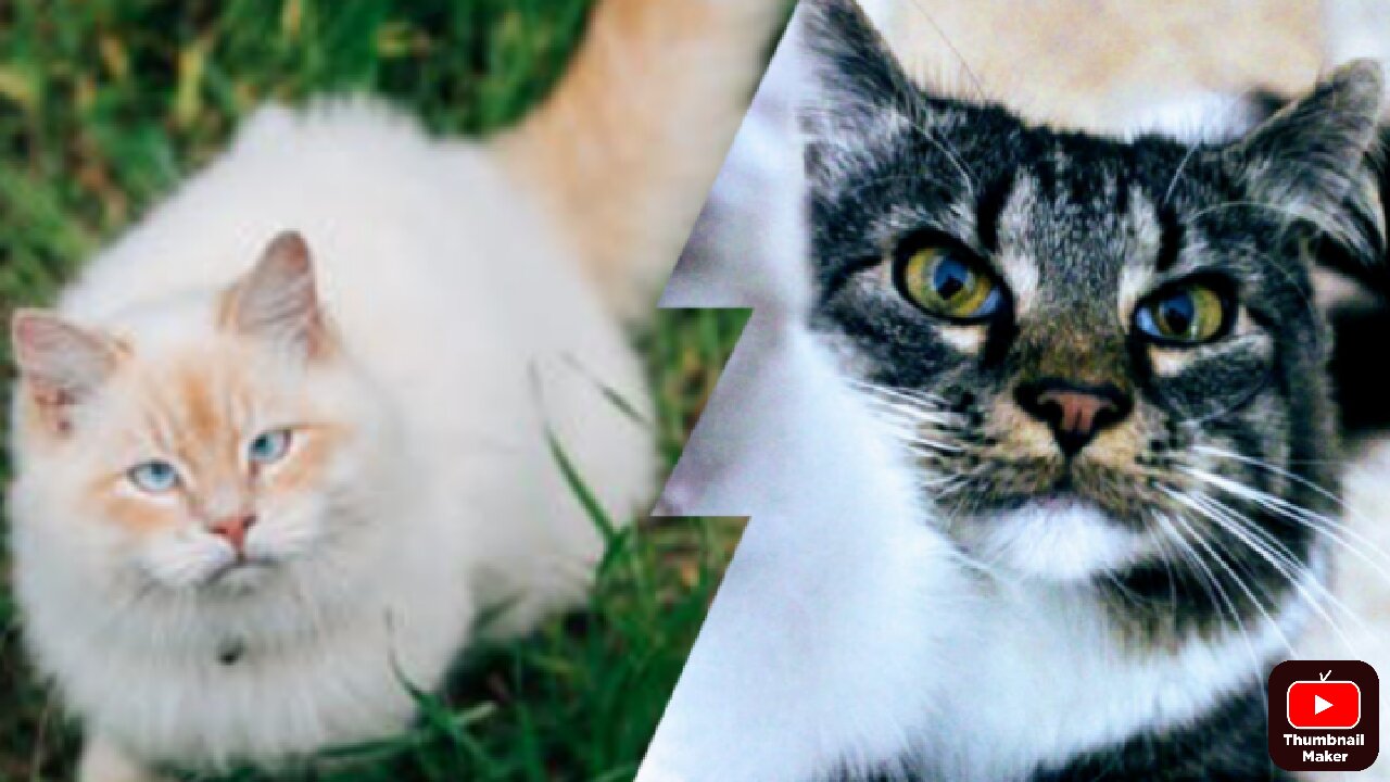 Baby Cats - Cute and Funny Cat Videos Compilation #2 Aasif3