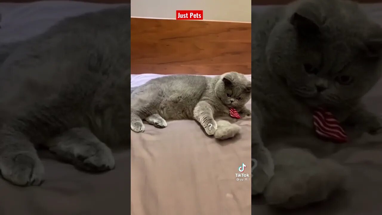 Hilarious Cat reacts to cutting Fur prank - priceless #shorts