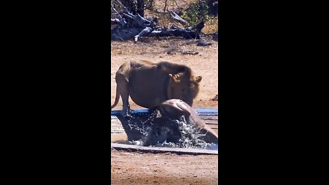 Lions attacks antelope.