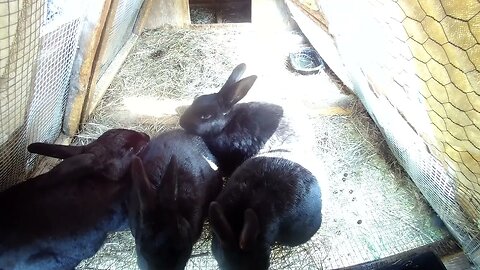 Quirkology Unveiled: Decrypting the Secrets of Rabbits and Nonsense