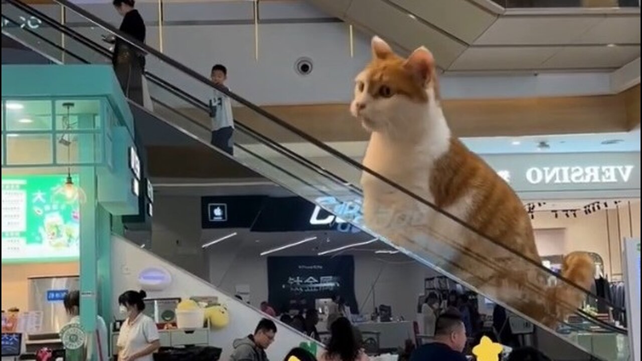 Funny pets