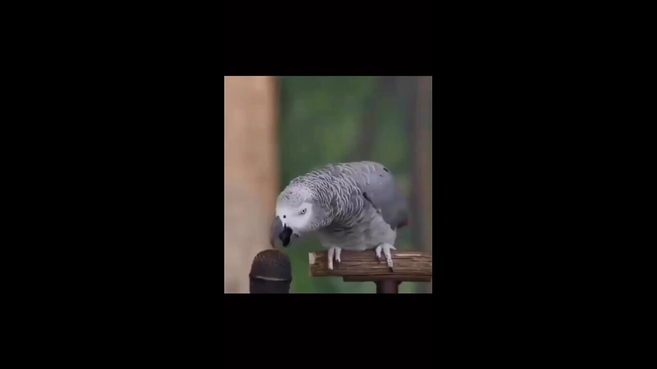 parrot 🦜 do a lot of sound