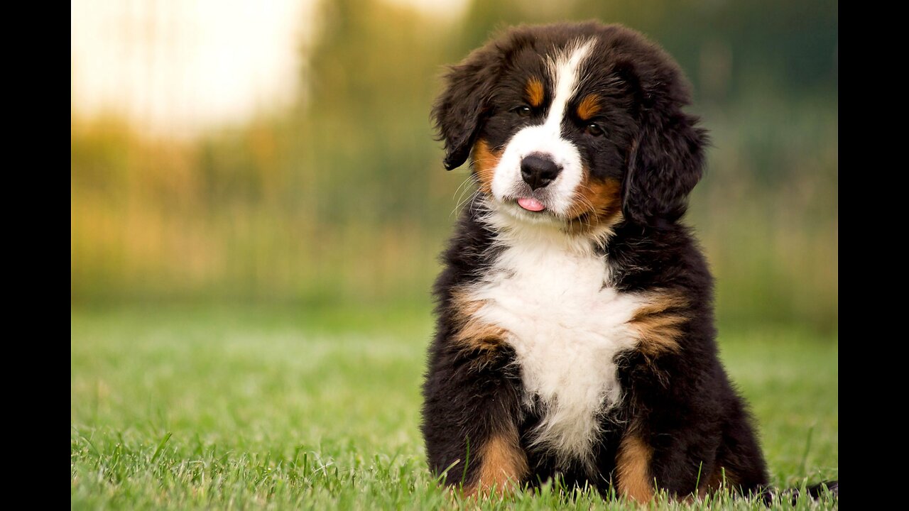 Bernese mountain dog grooming w haircut (owner request)