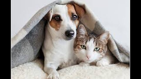 Pet dog 🐶 and cat comedy video|| English Kids Entertainment