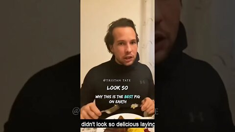 Tristan Tate Why This Is The Best Pig On Earth #Shorts