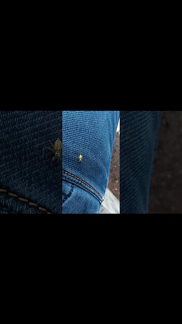 Small Yellow Spider on the move.