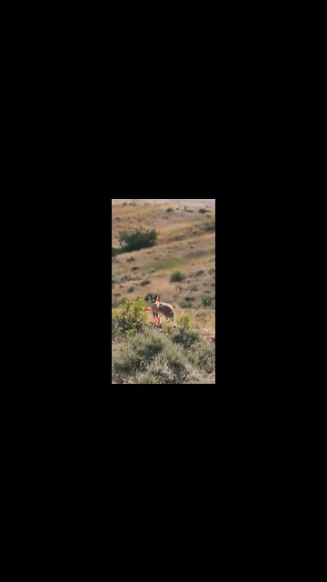 Hunting Coyotes #shorts #dogs #animals #hunter #074