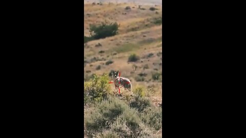 Hunting Coyotes #shorts #dogs #animals #hunter #074