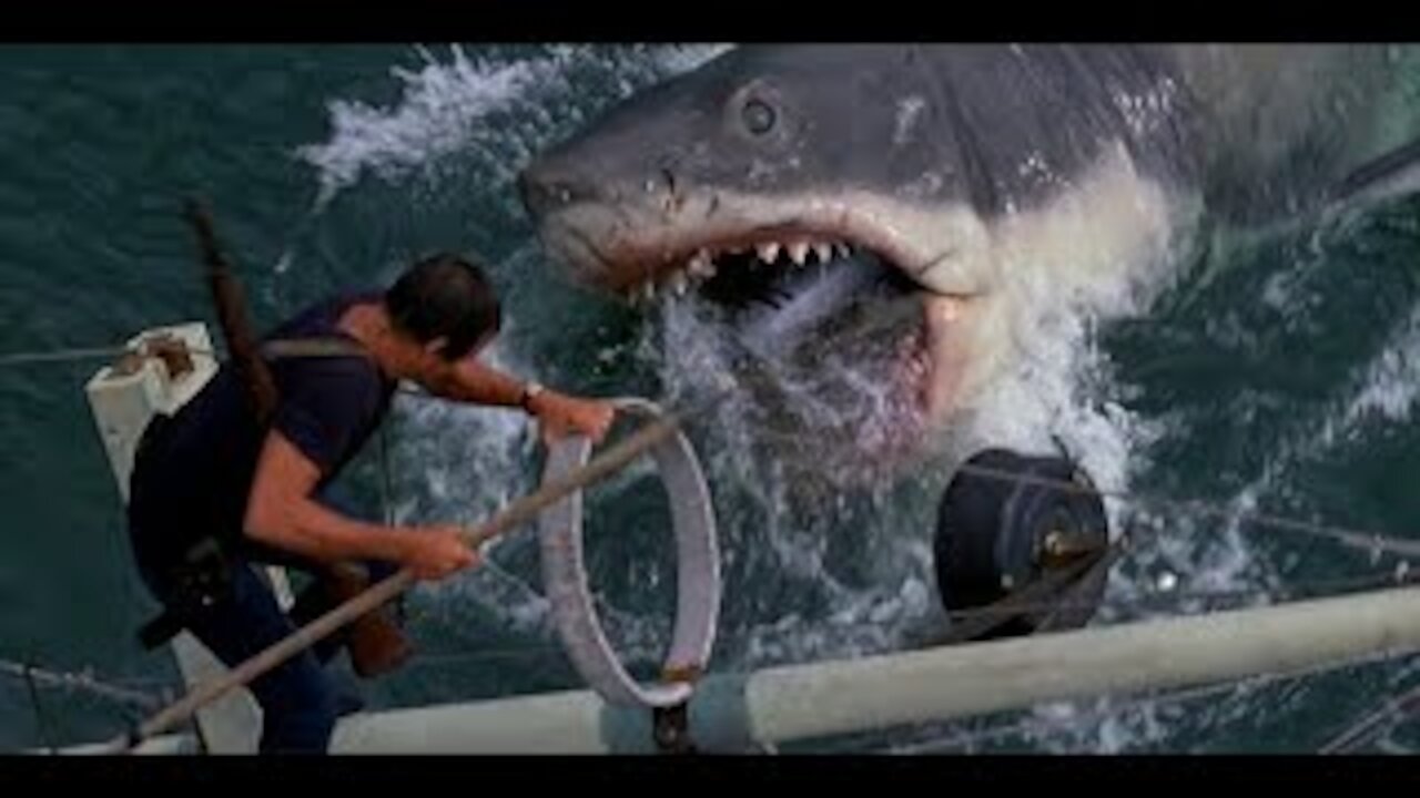 Ciné Story - Les Meilleurs Films de Requins