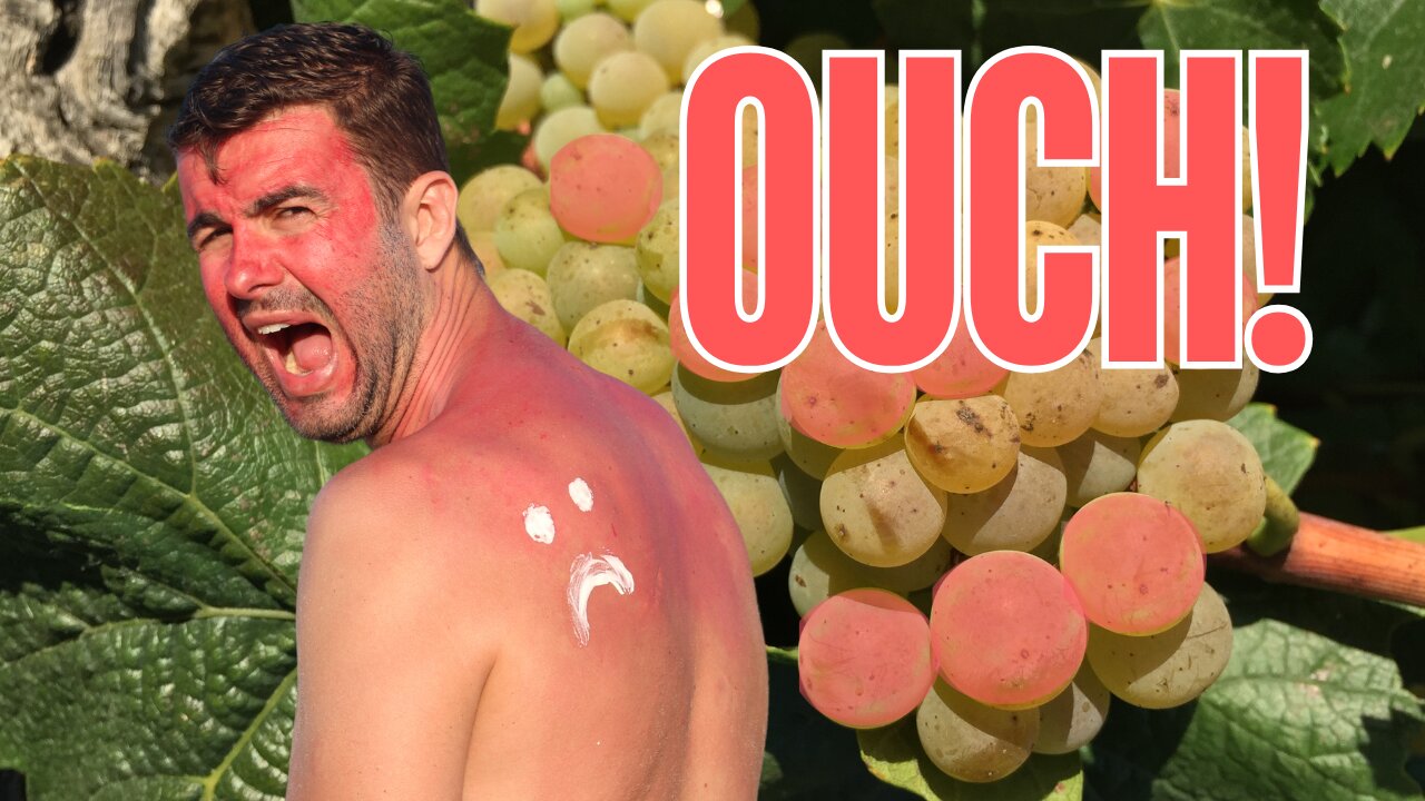 Can Wine Grapes Get SUNBURNED?