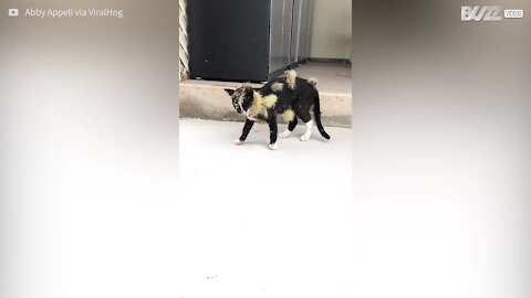 Gato fica cheio de espinhos ao correr em cactos