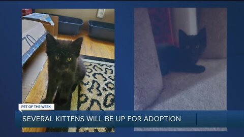 Pet of the Week