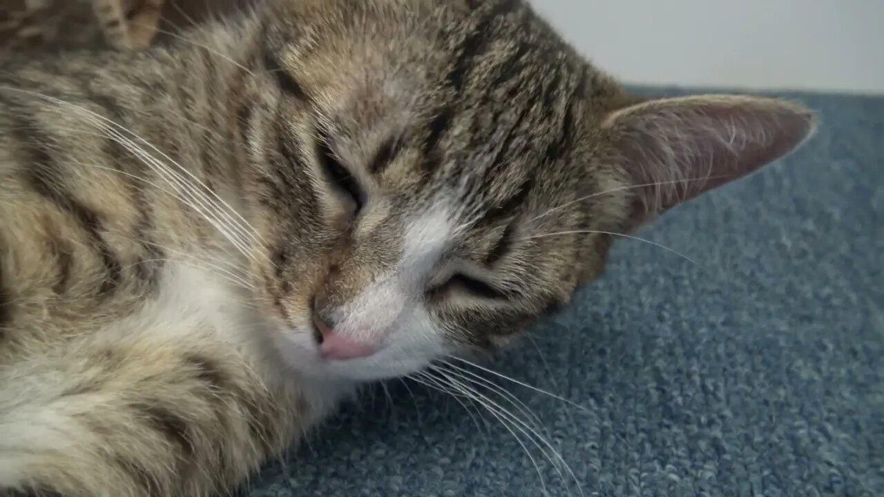 The Cutest Pink Paw Beans