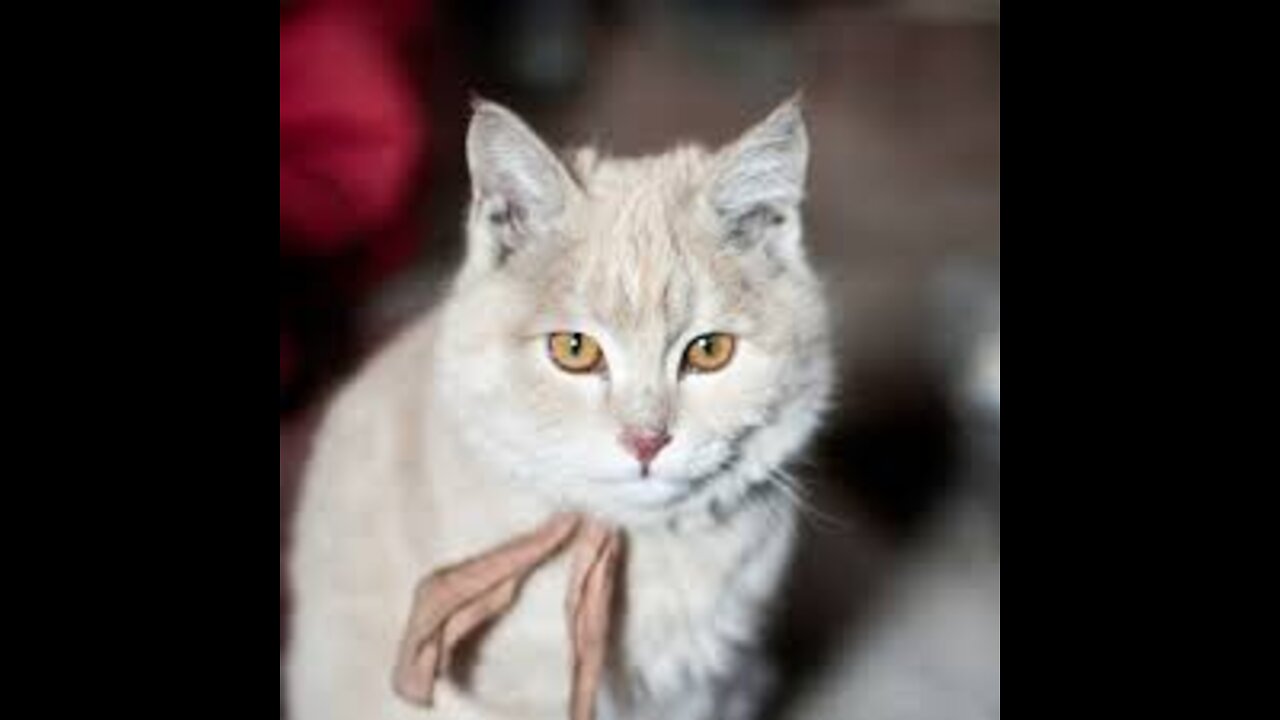 Cute cat 😺 beautiful video see this cat cute