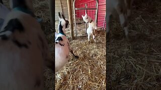 Goats head butting. #farmlife #goats #nigeriandwarf