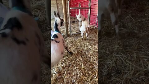 Goats head butting. #farmlife #goats #nigeriandwarf