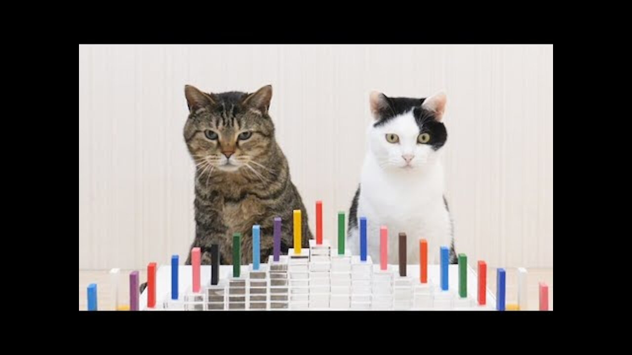 Cats and Domino Funny video of cat funzone02