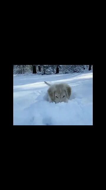 Cute Puppy Having Fun