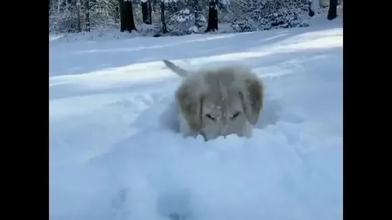 Cute Puppy Having Fun