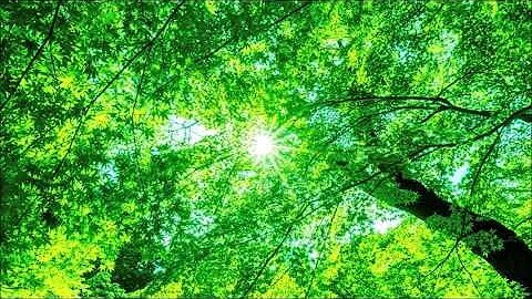 Ho’oponopono Relaxing Music/ Healing/ Wish Fulfilling/ Law of Attraction