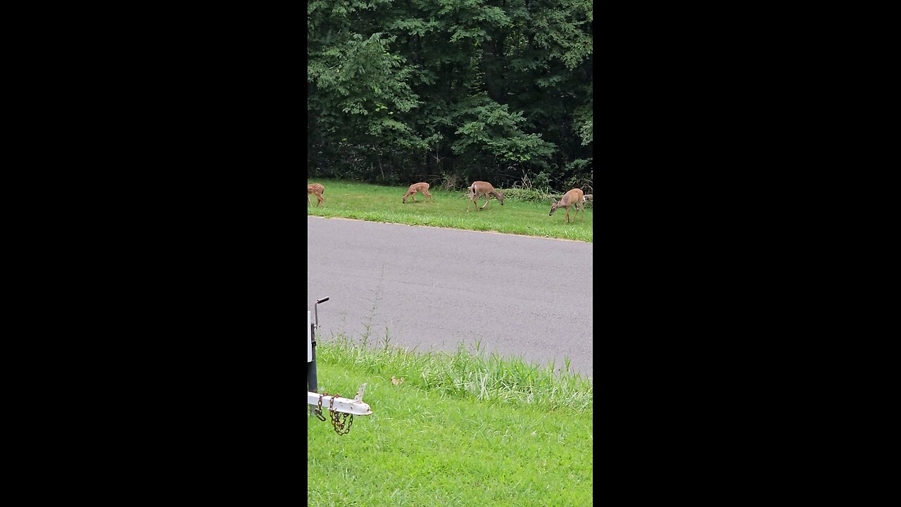 Virginia deer