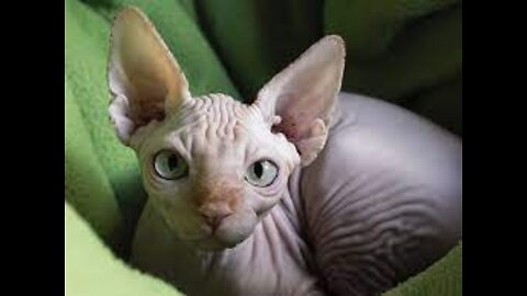 Sphynx Cats 101 : Fun Facts